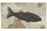 Uncommon Fish Fossil (Mioplosus) - Wyoming #222859-1